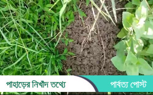 ফসলি ধানে ইদুরের হানা, দিশেহারা কৃষক!