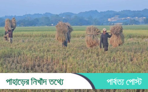 দীঘিনালায় আমনের বাজারে মন্দা; হতাশ কৃষক